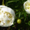 Paeonia lactiflora ´Duchesse de Némours´ – Stauden-Pfingstrose mittig hellgelb, schalenförmige Blüten, weiß (Bioland-Anbau Gärtnerei Stefan Huthmann)