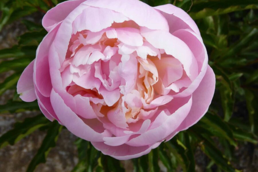 Paeonia lactiflora ´Germaine Bigot´ – Stauden-Pfingstrose halbgefüllte Blüten, hellrosa bis pink (Bioland-Anbau Gärtnerei Stefan Huthmann)