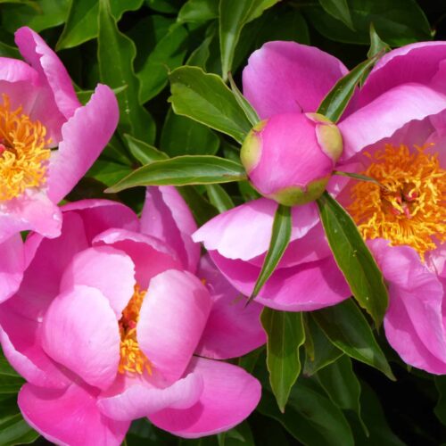 Paeonia lactiflora ´Holbein´ – Stauden-Pfingstrose einfach, rosa (Bioland-Anbau Gärtnerei Stefan Huthmann)