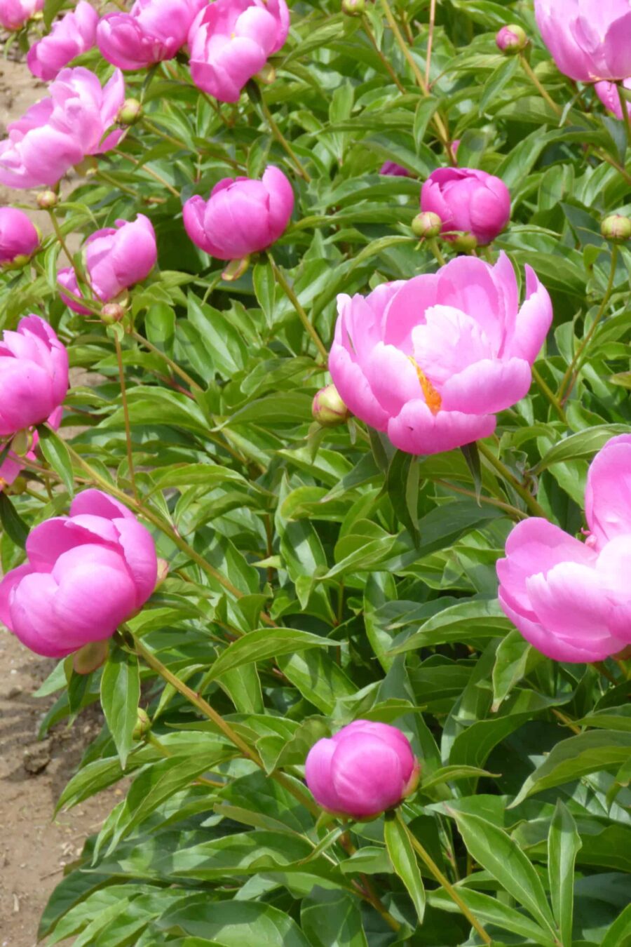 Paeonia lactiflora ´Holbein´ – Stauden-Pfingstrose einfach, rosa (Bioland-Anbau Gärtnerei Stefan Huthmann)