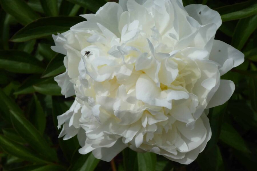 Paeonia lactiflora ´Mme. Claude Tain´ – Stauden-Pfingstrose reinweiß, stark gefüllt (Bioland-Anbau Gärtnerei Stefan Huthmann)