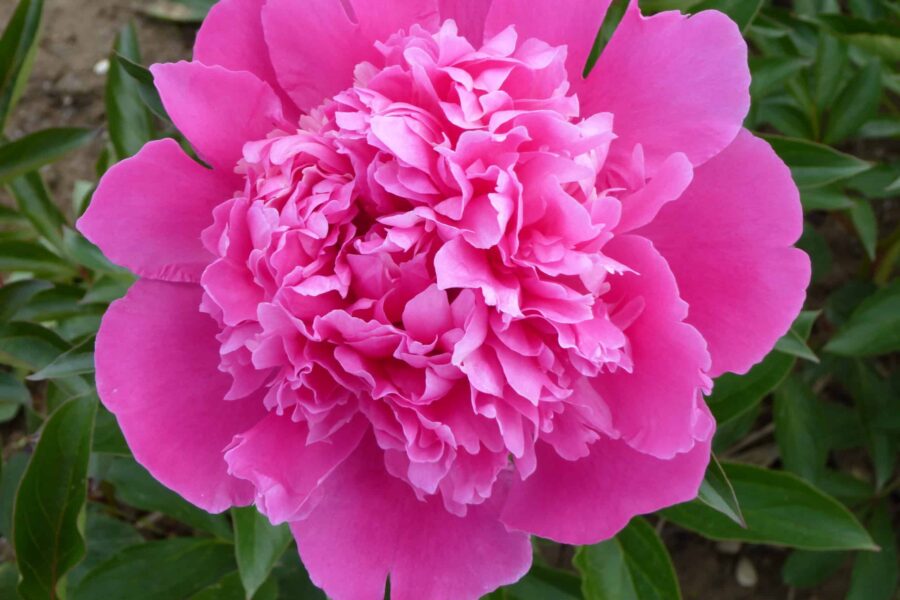 Paeonia lactiflora ´Mons. Jules Elie´ – Stauden-Pfingstrose gefüllt, rosa (Bioland-Anbau Gärtnerei Stefan Huthmann)