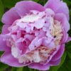 Paeonia lactiflora (x) ́Sorbet ́ Stauden-Pfingstrose flachgefüllt, rosa mit creme (Bioland-Anbau Gärtnerei Stefan Huthmann)