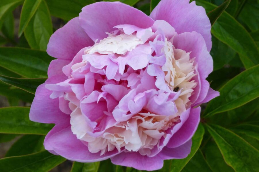 Paeonia lactiflora (x) ́Sorbet ́ Stauden-Pfingstrose flachgefüllt, rosa mit creme (Bioland-Anbau Gärtnerei Stefan Huthmann)