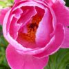 Paeonia lactiflora ´Torpilleur´ – Stauden-Pfingstrose einfach, rosenrot (Bioland-Anbau Gärtnerei Stefan Huthmann)
