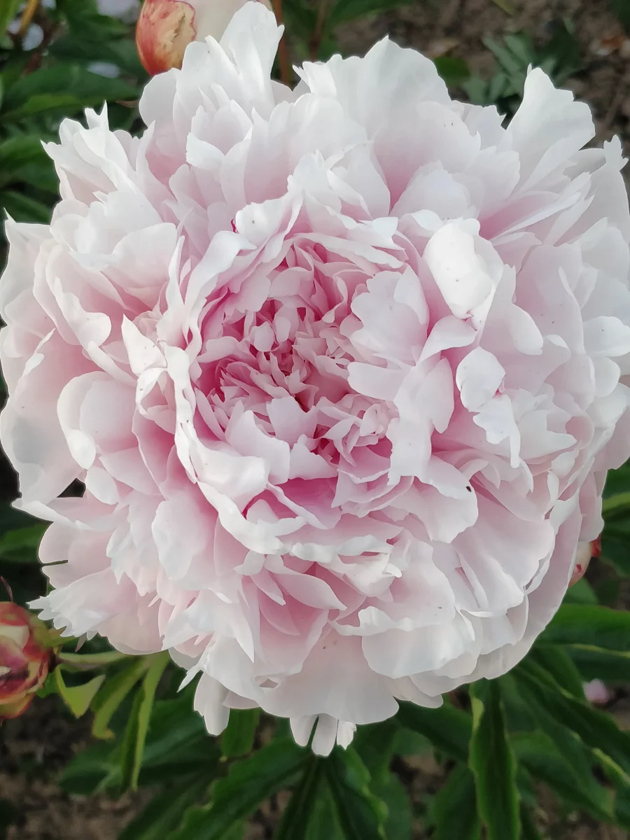Paeonia lactiflora (x) ´Mesman´s Glory´_1