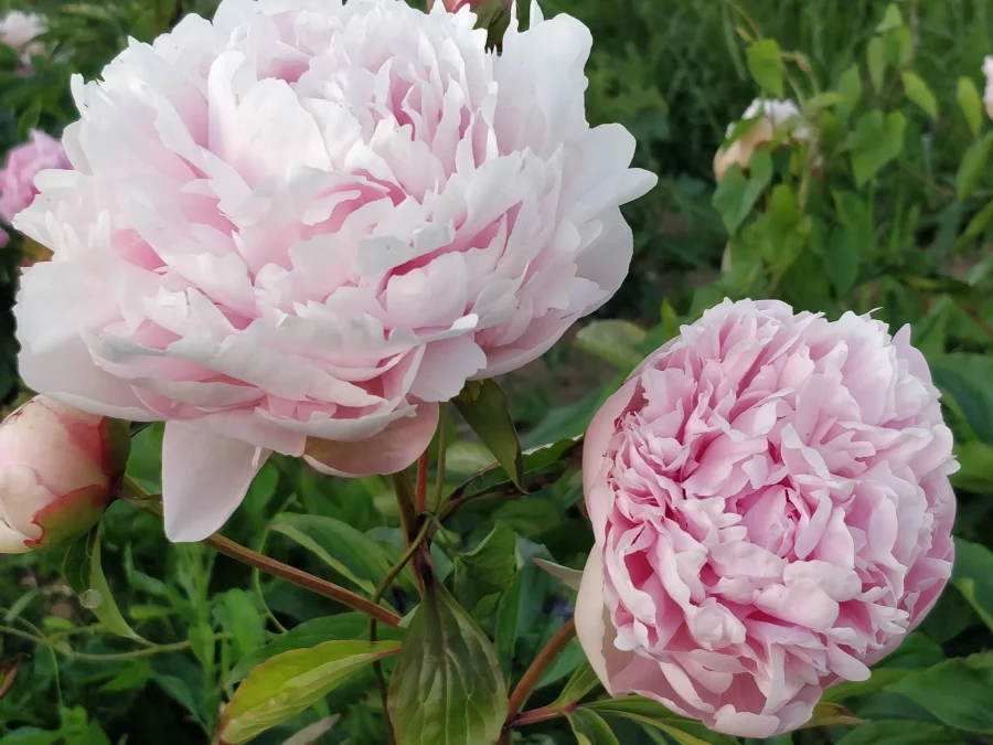 Paeonia lactiflora (x) ´Mesman´s Glory´_2