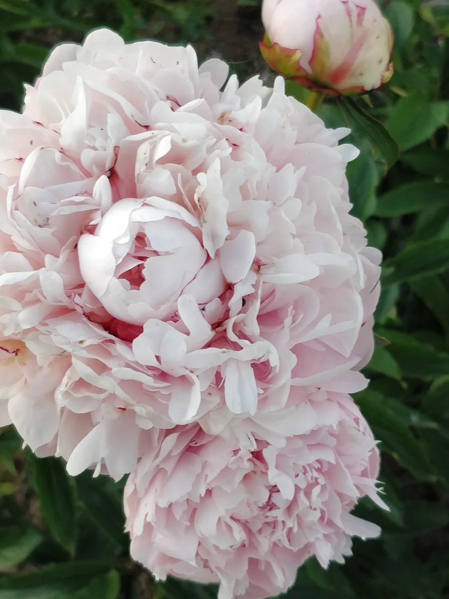 Paeonia lactiflora (x) ´Mesman´s Glory´_3