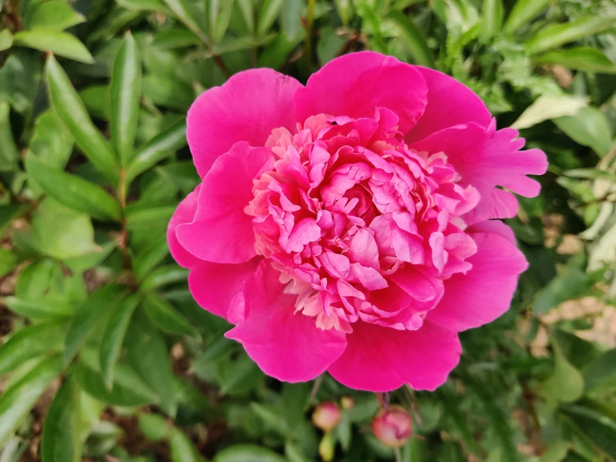 Paeonia lactiflora (x) ´Victoire de la Marne´1
