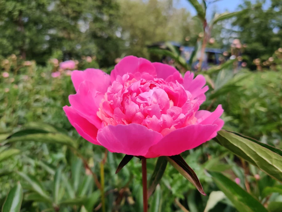 Paeonia lactiflora (x) ´Victoire de la Marne´1_1